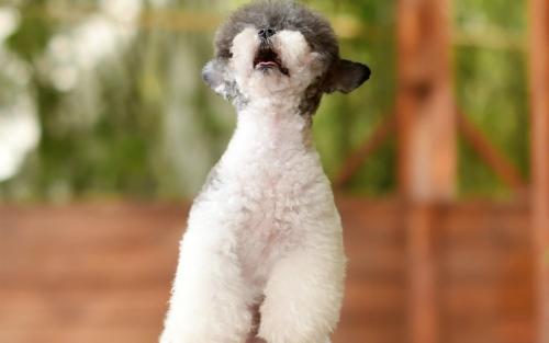 Î÷²ýÎÀÐÇ·¢ÉäÖÐÐÄÁ¬ÐøÈýÄê²õÁªÖйúº½Ìì·¢Éä°ñÊ×