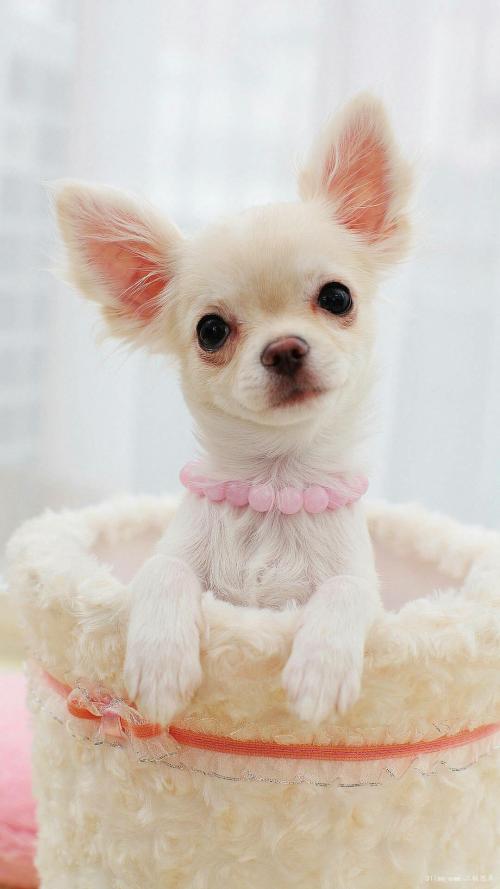 ÐíºêÇòÈÎÖØÇìÓÀ´¨Çø´úÇø³¤ ³£ÏþÓ´ÇÈ¥Çø³¤Ö°Îñ